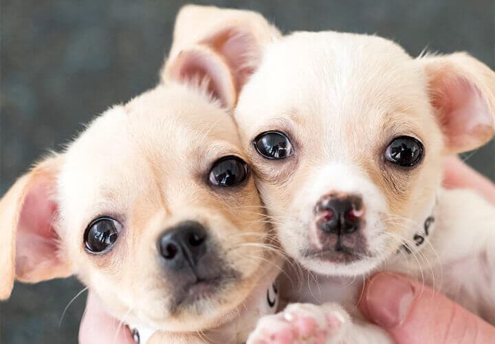 Animal Welfare